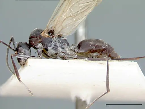Polyrhachis dives - FOCOL0096-2