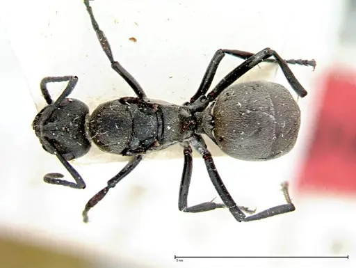 Polyrhachis dives - FOCOL0097