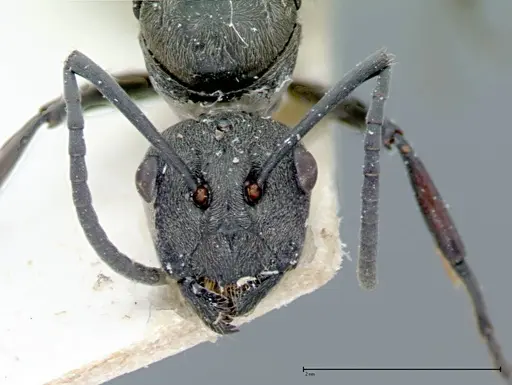 Polyrhachis dives - FOCOL0097