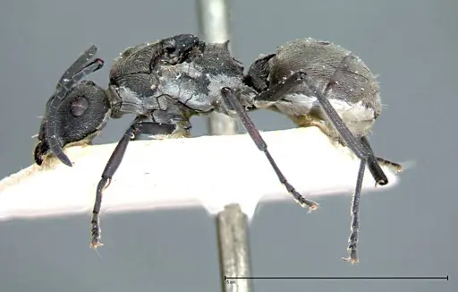 Polyrhachis dives - FOCOL0097