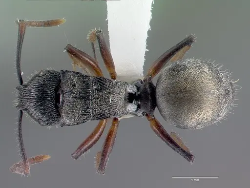 Polyrhachis dohrni specimen