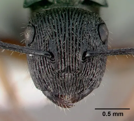 Polyrhachis dohrni specimen