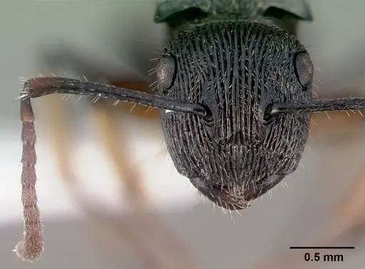 Polyrhachis dohrni specimen