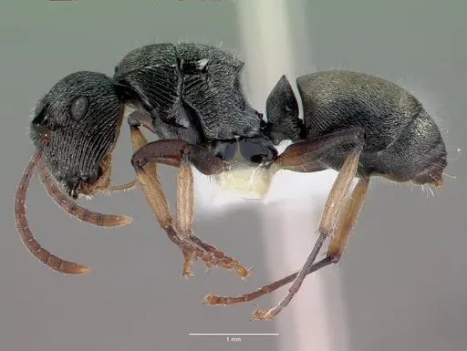 Polyrhachis dohrni - CASENT0009230