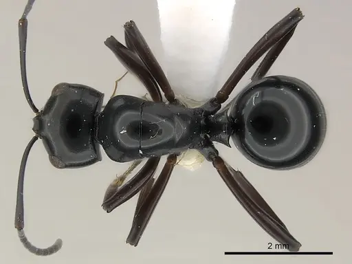 Polyrhachis dorowi specimen