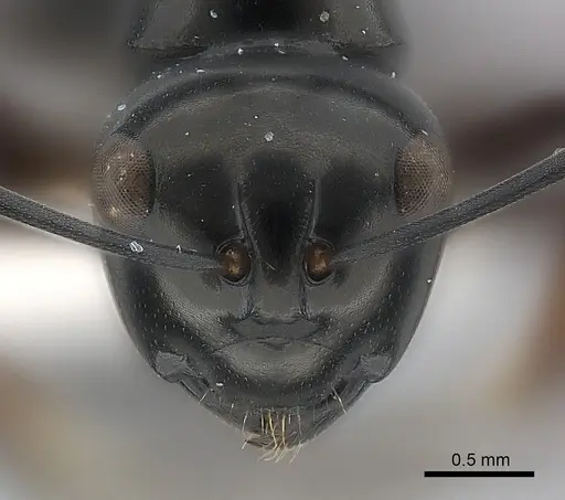 Polyrhachis dorowi specimen