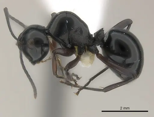 Polyrhachis dorowi specimen