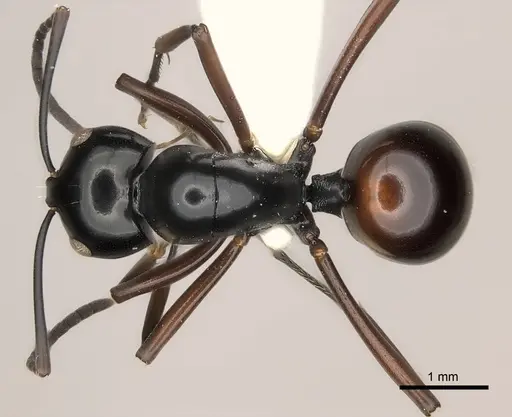 Polyrhachis dorsena specimen