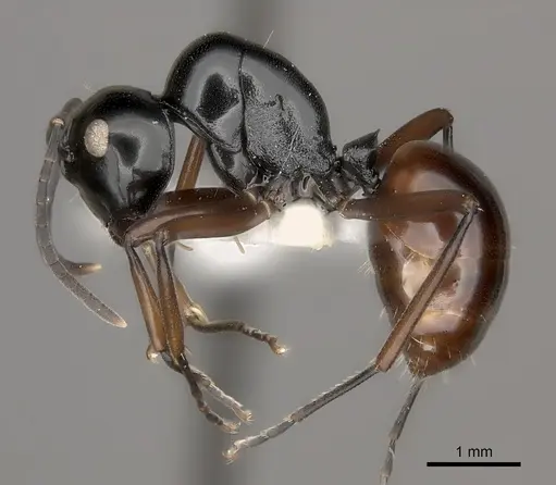 Polyrhachis dorsena specimen