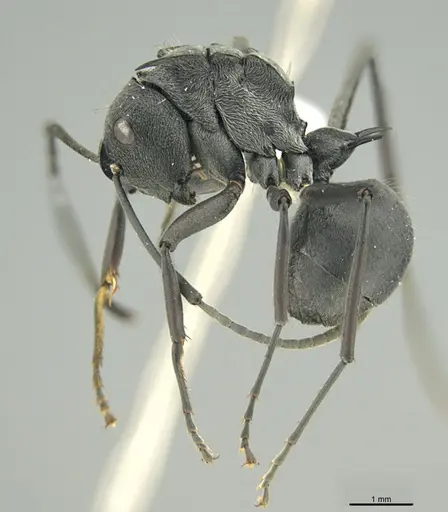 Polyrhachis doudou specimen