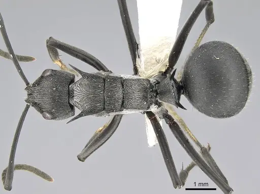 Polyrhachis doudou - CASENT0919958