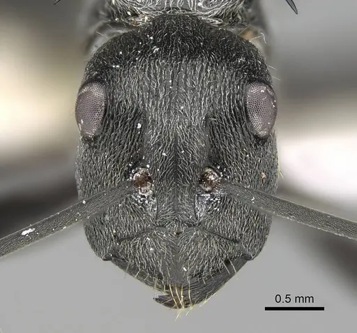 Polyrhachis doudou - CASENT0919958