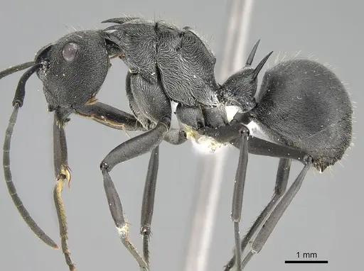 Polyrhachis doudou - CASENT0919958