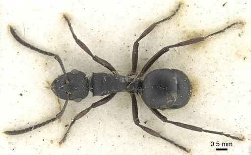 Polyrhachis durbanensis specimen