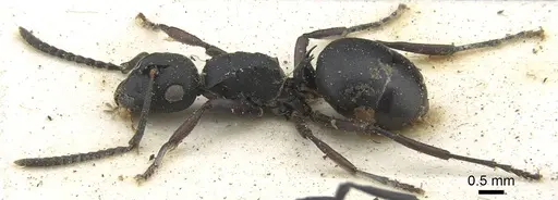 Polyrhachis durbanensis specimen