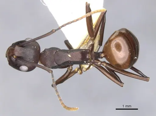 Polyrhachis durvillei specimen