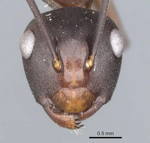 Polyrhachis durvillei specimen