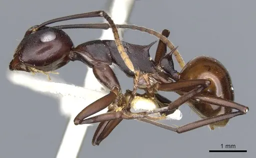 Polyrhachis durvillei specimen