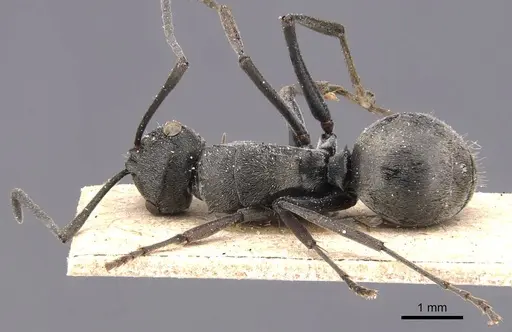 Polyrhachis edentula specimen