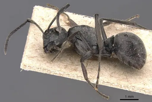 Polyrhachis edentula specimen