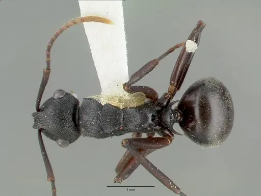 Polyrhachis edwardi specimen