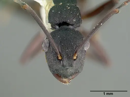 Polyrhachis edwardi specimen