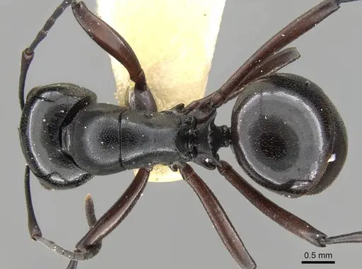 Polyrhachis emeryana specimen