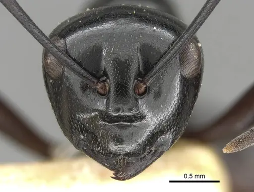 Polyrhachis emeryana specimen