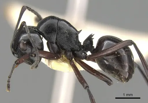 Polyrhachis emeryana specimen