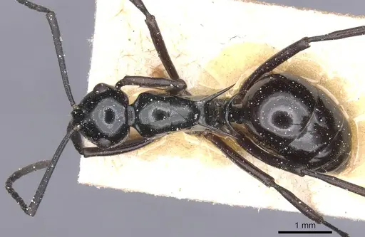 Polyrhachis emmae specimen