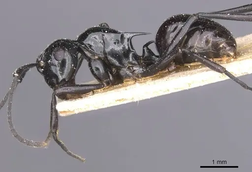 Polyrhachis emmae specimen