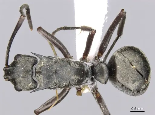Polyrhachis empesoi specimen