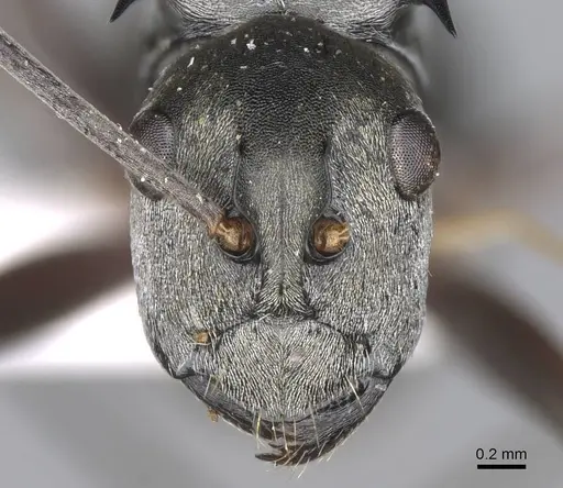 Polyrhachis empesoi specimen