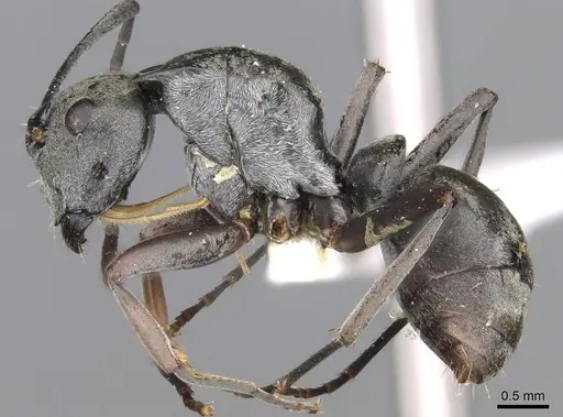 Polyrhachis empesoi specimen