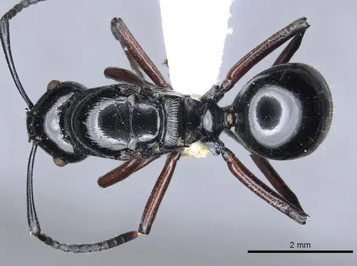 Polyrhachis enigma specimen