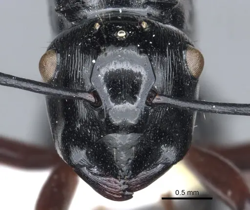 Polyrhachis enigma specimen