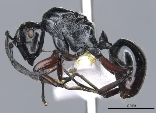 Polyrhachis enigma specimen