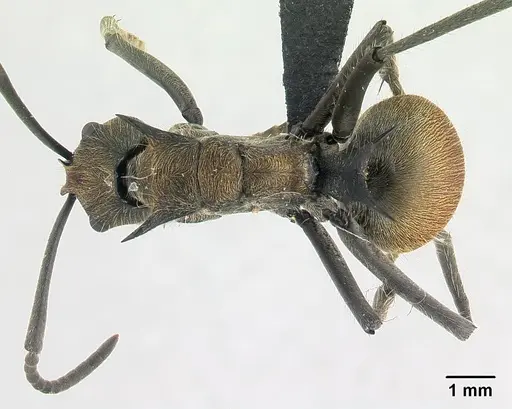 Polyrhachis epinotalis specimen