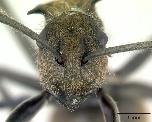 Polyrhachis epinotalis specimen