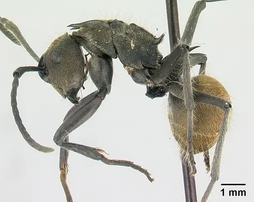Polyrhachis epinotalis specimen