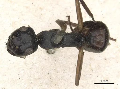 Polyrhachis equina specimen