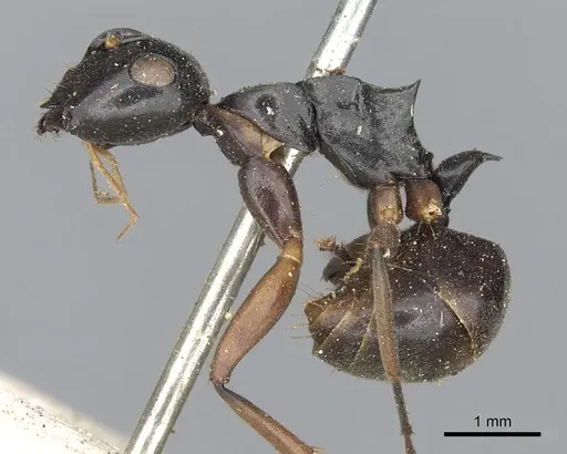 Polyrhachis equina specimen