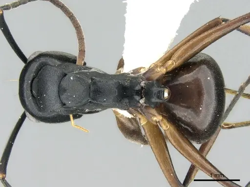 Polyrhachis equina - CASENT0906322