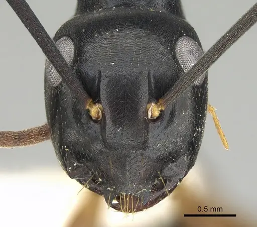 Polyrhachis equina - CASENT0906322