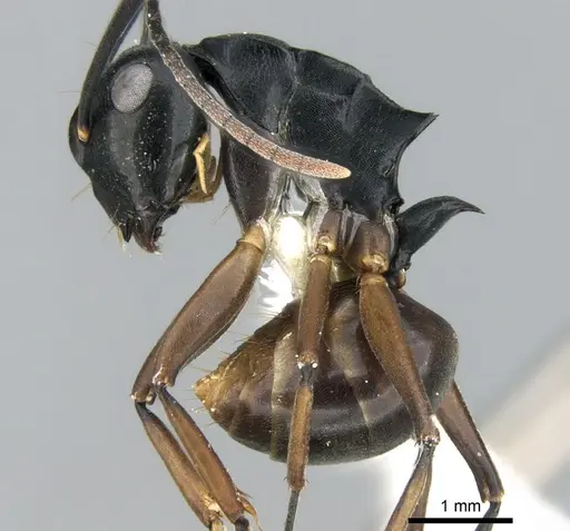 Polyrhachis equina - CASENT0906322