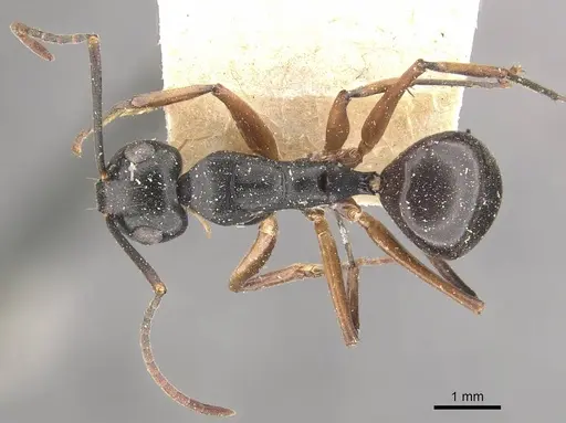 Polyrhachis equina - CASENT0910768