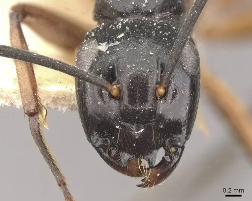 Polyrhachis equina - CASENT0910768