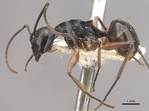 Polyrhachis equina - CASENT0910768