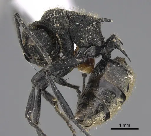 Polyrhachis erato specimen