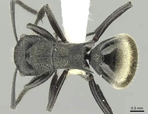 Polyrhachis erato - CASENT0906602